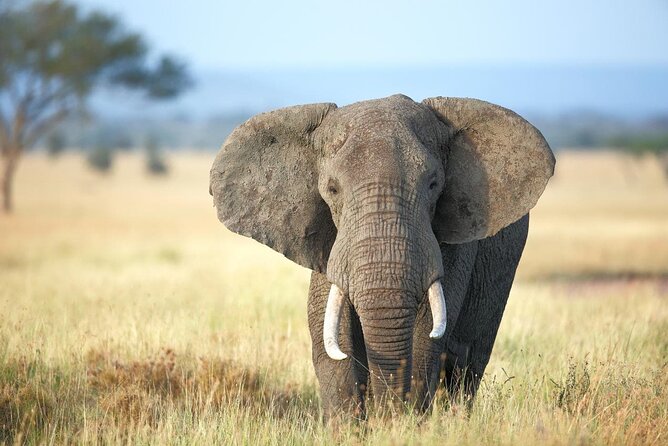 4 Days Lodge Safari Tarangire , Ngorongoro Crater & Walking - Cancellation Policy