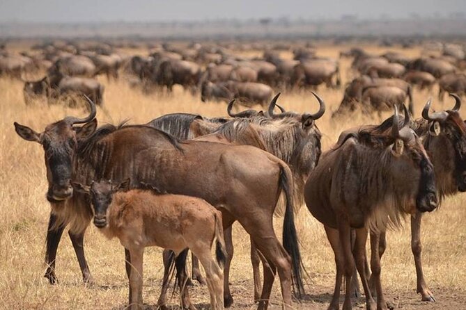 4 Days Lodges Serengeti, Ngorongoro Crater & Visiting Maasai - Tour Overview