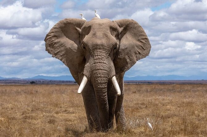 4 Days Lodges Serengeti, Ngorongoro Crater & Visiting Maasai - Pricing