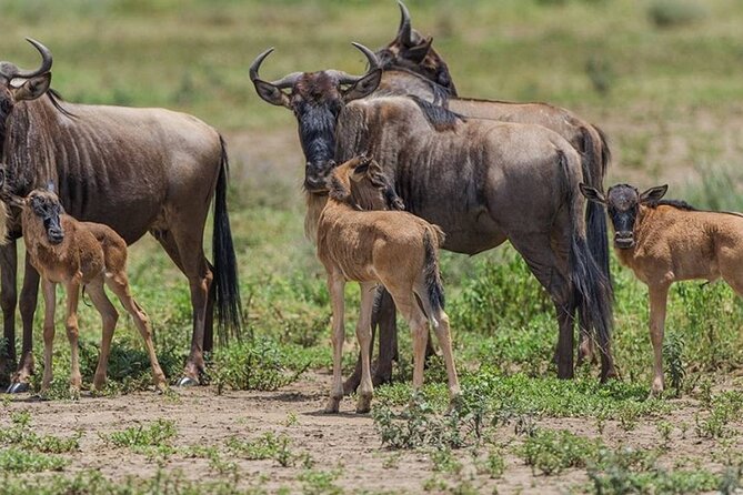 4 Days Lodges Serengeti, Ngorongoro Crater & Visiting Maasai - Maasai Village Visit