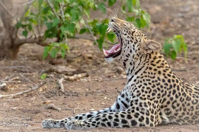 4 Days Luxury Lodge Safari Tour Tanzania - Transportation Details