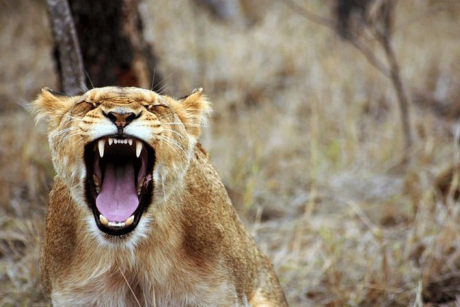 4 Days Luxury Lodge Safari Tour Tanzania - Tipping Guidelines