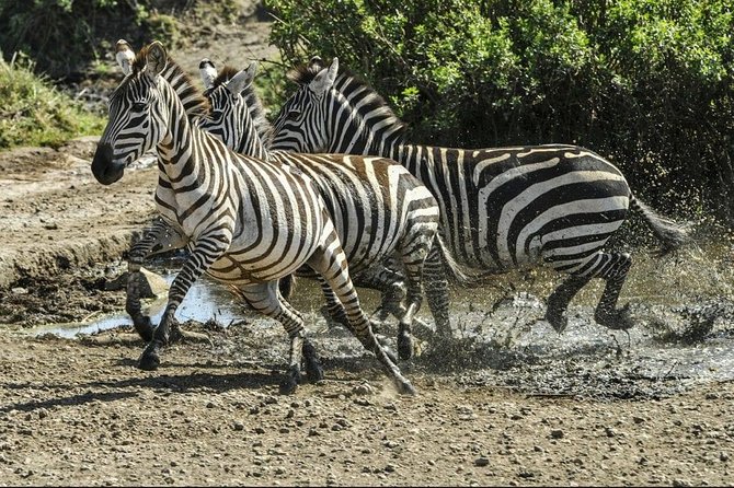 4 Days Luxury Lodge Safari Tour Tanzania - Visa Requirements
