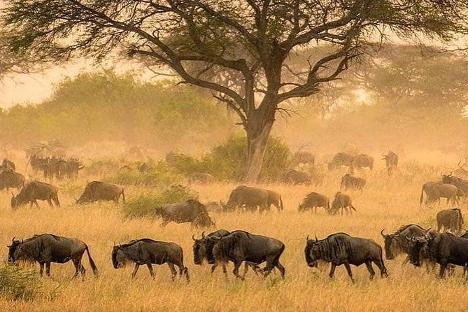 4 Days Luxury Safari (A Dream Experience) - Ratings and Reviews