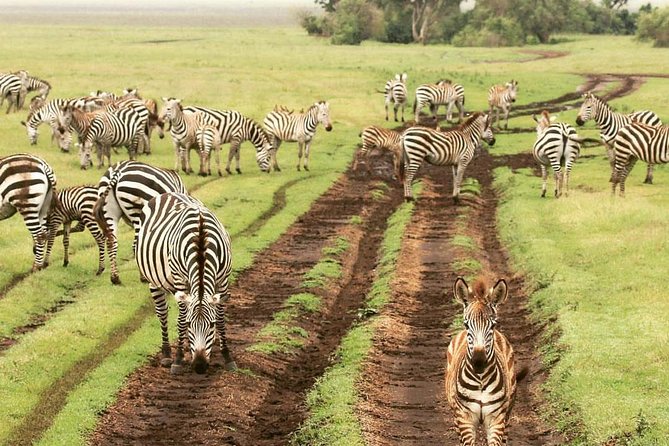 4 Days Luxury Safari (A Dream Experience) - Booking and Confirmation