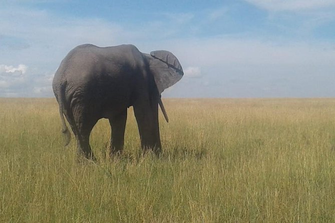 4 Days Maasai Mara and Lake Nakuru Unforgettable Safari - Meeting and Pickup