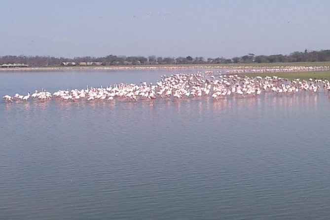4 Days Maasai Mara and Lake Nakuru Unforgettable Safari - Accommodation and Meals