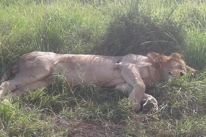 4 Days Maasai Mara and Lake Nakuru Unforgettable Safari - Airport Transfers