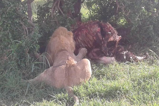 4 Days Maasai Mara and Lake Nakuru Unforgettable Safari - Optional Experiences