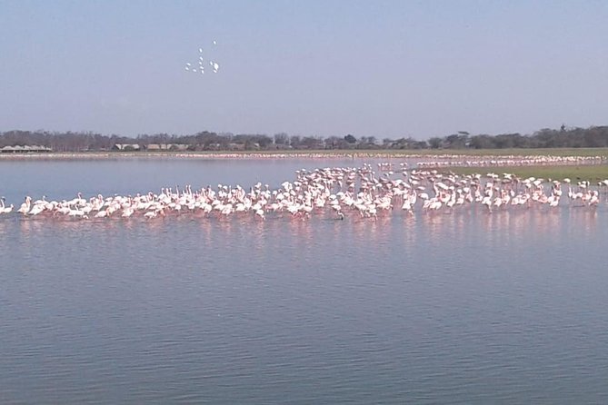 4 Days Maasai Mara and Lake Nakuru Unforgettable Safari - Feedback and Reviews