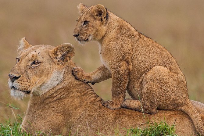 4 Days Maasai Mara-Nakuru Mid-Range - Tour Overview