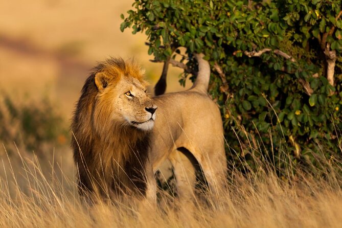 4 Days Maasi Mara-Nakuru National Park Budget Camping Safari - Key Points