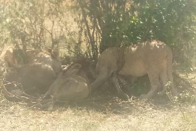 4 Days Maasi Mara-Nakuru National Park Budget Camping Safari - Camping Experience and Amenities