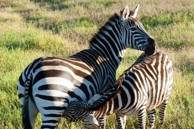 4 Days Maasi Mara-Nakuru National Park Budget Camping Safari - Itinerary and Daily Activities