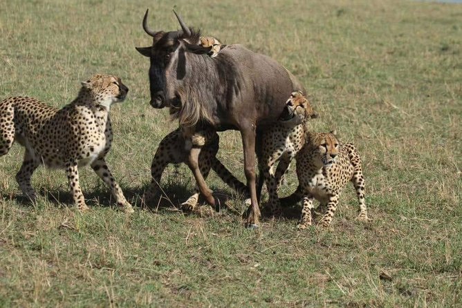 4 Days Maasi Mara-Nakuru National Park Budget Camping Safari - Preparing for the Safari