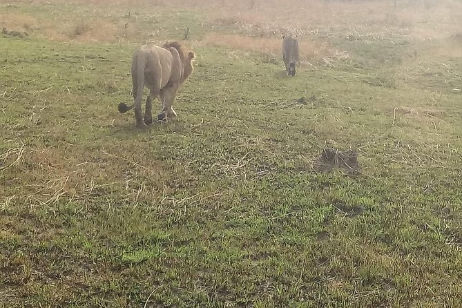 4 Days Maasi Mara-Nakuru National Park Budget Camping Safari - Transportation and Pickup Logistics