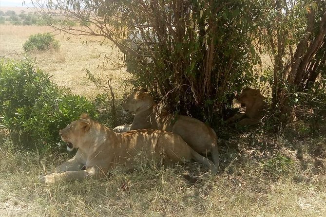 4 Days Maasi Mara-Nakuru National Park Budget Camping Safari - Traveler Reviews and Ratings