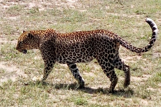 4 Days - Majestic Maasai Mara and Lake Nakuru Safari - Inclusions