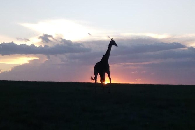 4 Days - Majestic Maasai Mara and Lake Nakuru Safari - Meeting and Pickup