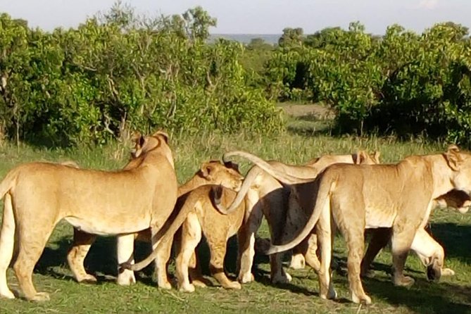 4 Days - Majestic Maasai Mara and Lake Nakuru Safari - Pricing and Cancellation
