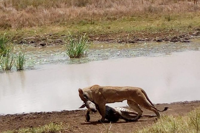 4 Days - Majestic Maasai Mara and Lake Nakuru Safari - Safari Highlights