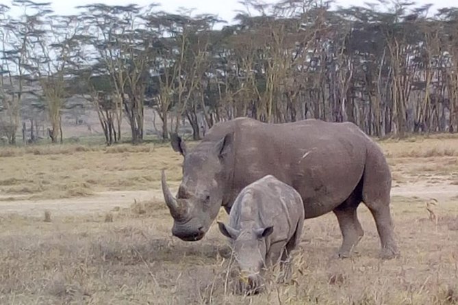 4 Days - Majestic Maasai Mara and Lake Nakuru Safari - Accommodation and Meals