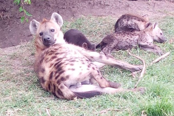 4 Days - Majestic Maasai Mara and Lake Nakuru Safari - Recap
