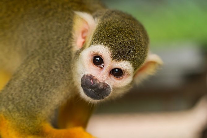 4 Days Manuel Antonio Beach & San José City Short Break From Manuel Antonio - Travel Recommendations
