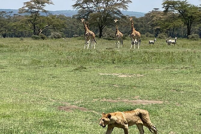 4 Days Masai Mara and Lake Nakuru Mid-Luxury Safari - Accommodation and Meals