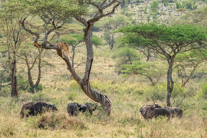 4 Days Masai Mara and Lake Nakuru Mid-Luxury Safari - Fees and Taxes