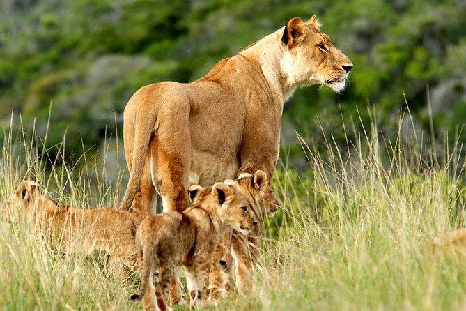 4-Days Masai Mara and Lake Nakuru Park Safari Tour - Joining Group Kenya Tour - Key Points