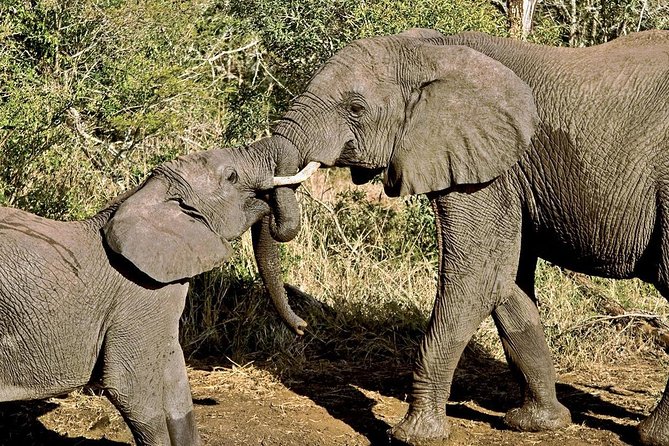 4-Days Masai Mara and Lake Nakuru Park Safari Tour - Joining Group Kenya Tour - Transportation Details