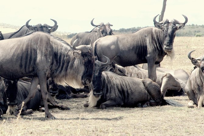 4 Days Masai Mara Camping Safari - Pickup and Transportation