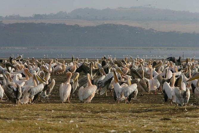 4 Days Masai Mara & Lake Nakuru Budget Safari From Nairobi - Included Amenities