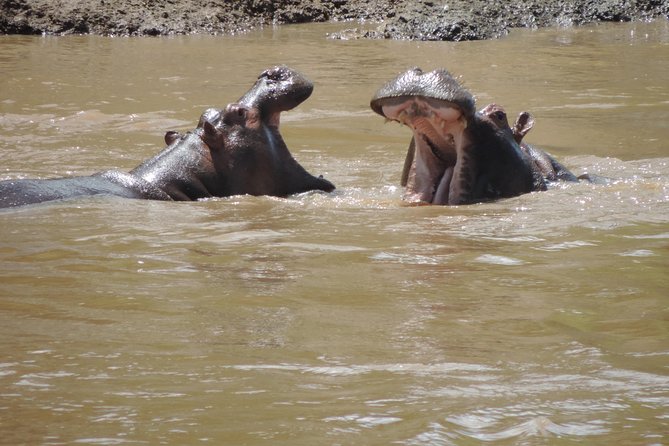 4 Days Masai Mara & Lake Nakuru Budget Safari From Nairobi - Itinerary Highlights