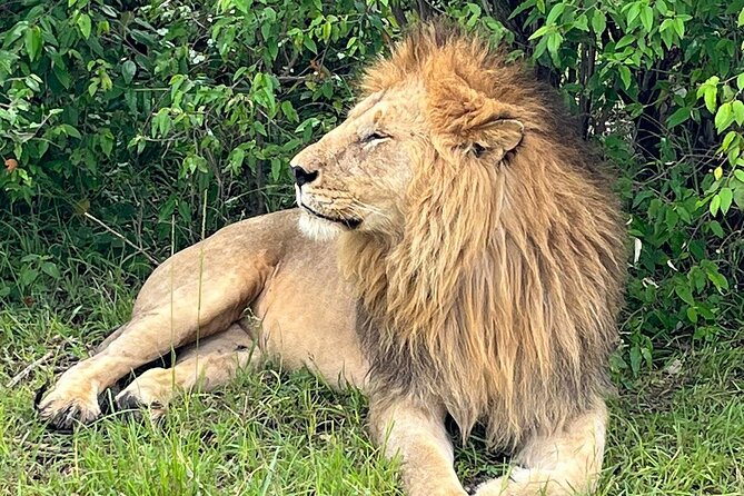 4 Days Masai Mara & Lake Nakuru Budget Safari From Nairobi - Accessibility and Transport