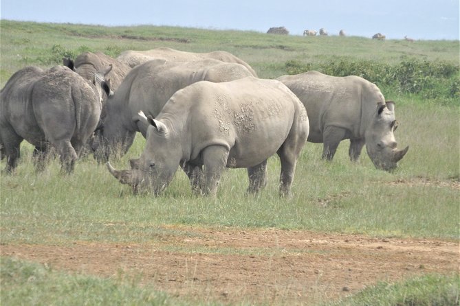 4 Days Masai Mara & Lake Nakuru Budget Safari From Nairobi - Booking and Cancellation