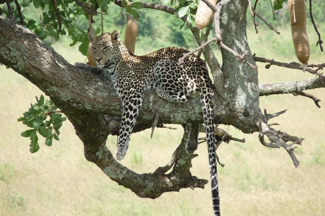4 Days Masai Mara & Lake Nakuru Budget Safari From Nairobi - Additional Information