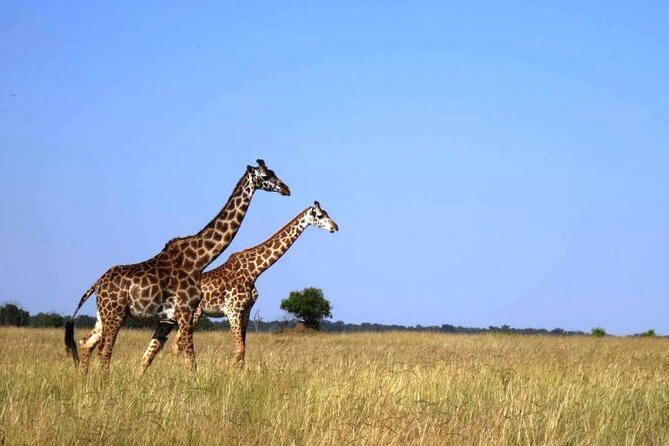 4 Days Masai Mara & Lake Nakuru Group Joining Safari - Key Points