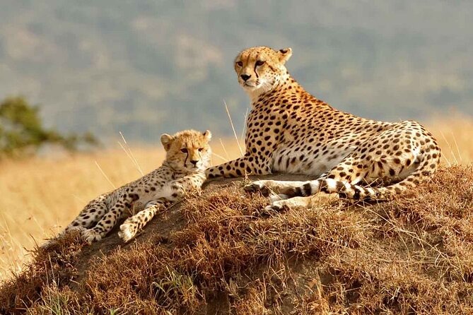 4 Days Masai Mara & Lake Nakuru Group Joining Safari - Included Experiences