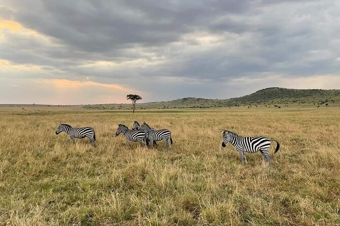 4 Days Masai Mara & Lake Nakuru Group Joining Safari - Safari Logistics
