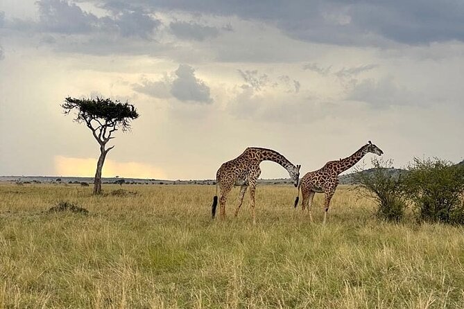 4 Days Masai Mara & Lake Nakuru Group Joining Safari - Booking and Cancellation