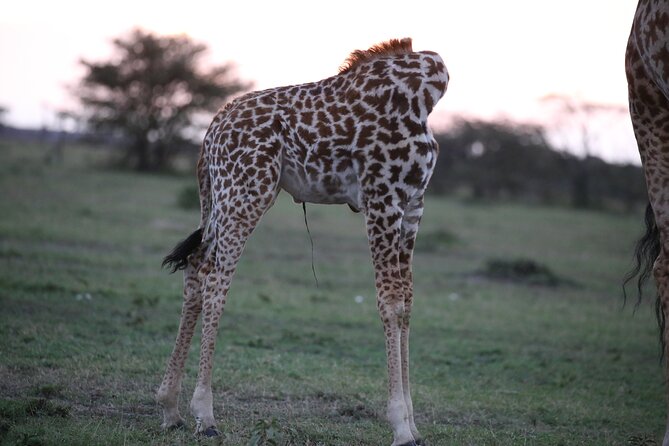 4 Days Masai Mara Lake Nakuru Jeep Safari - Accessibility and Participation