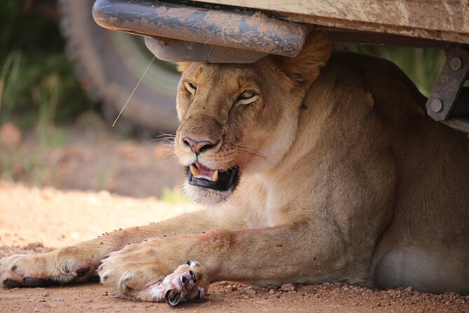 4 Days Masai Mara Lake Nakuru Jeep Safari - Booking Information