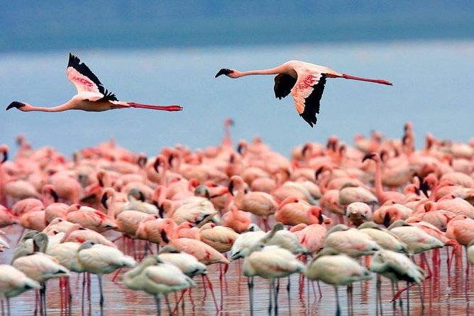 4 Days Masai Mara & Lake Nakuru Lodge Safari - Booking Information