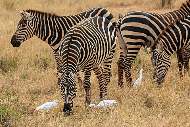 4 Days Masai Mara Nakuru - Pickup and Meeting Point