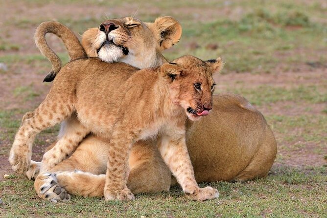 4 Days Masai Mara Safari - Key Points