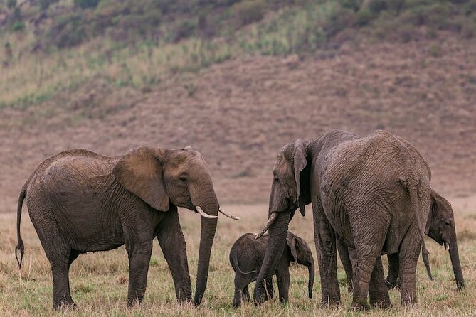 4 Days Masai Mara Safari - Wildlife Sightings