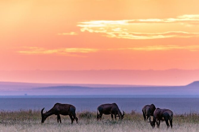 4 Days Masai Mara Safari - Accommodation and Meals