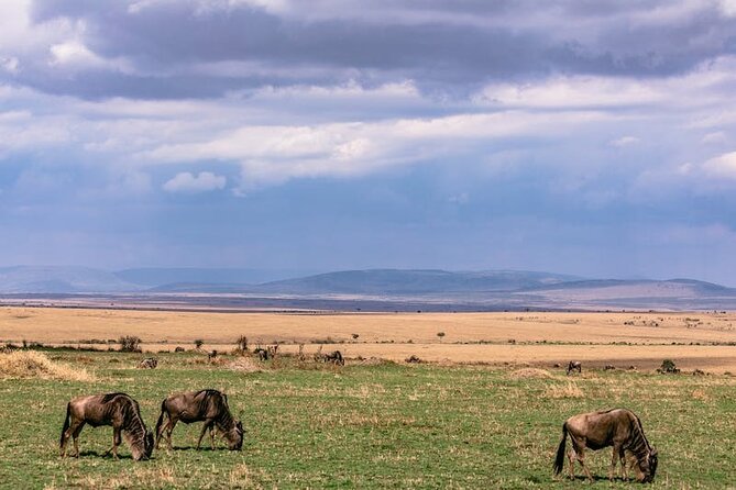 4 Days Masai Mara Safari - Transportation and Logistics